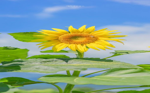 sunflower and blue sky wallpaper from Chrome web store to be run with OffiDocs Chromium online sunflower and blue sky wallpaper from Chrome web store to be run with OffiDocs Chromium online