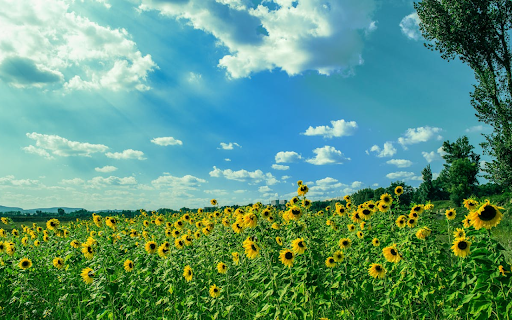 Sunflower field with clear blue summer sky from Chrome web store to be run with OffiDocs Chromium online Sunflower field with clear blue summer sky from Chrome web store to be run with OffiDocs Chromium online