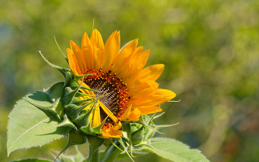 Sunflowers bloom from Chrome web store to be run with OffiDocs Chromium online Sunflowers bloom from Chrome web store to be run with OffiDocs Chromium online
