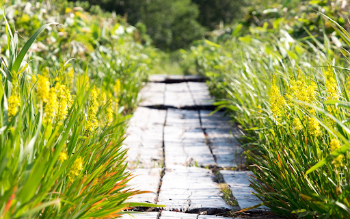 Sunny road and flowery grass from Chrome web store to be run with OffiDocs Chromium online Sunny road and flowery grass from Chrome web store to be run with OffiDocs Chromium online