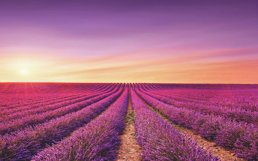 Sunset over Lavender Fields from Chrome web store to be run with OffiDocs Chromium online Sunset over Lavender Fields from Chrome web store to be run with OffiDocs Chromium online