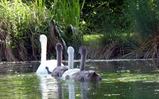 Swans and lake from Chrome web store to be run with OffiDocs Chromium online Swans and lake from Chrome web store to be run with OffiDocs Chromium online