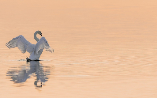 Swans flap their wings from Chrome web store to be run with OffiDocs Chromium online Swans flap their wings from Chrome web store to be run with OffiDocs Chromium online