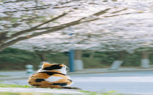 Tabby cat sitting on the sidewalk Wallpaper from Chrome web store to be run with OffiDocs Chromium online Tabby cat sitting on the sidewalk Wallpaper from Chrome web store to be run with OffiDocs Chromium online