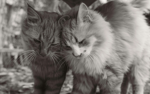 Tender Moment Between Two Fluffy Cats from Chrome web store to be run with OffiDocs Chromium online Tender Moment Between Two Fluffy Cats from Chrome web store to be run with OffiDocs Chromium online