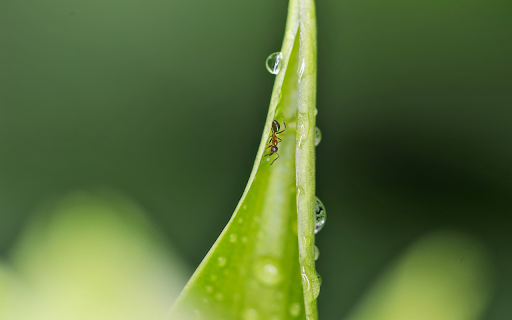 The Ant and the Leaf from Chrome web store to be run with OffiDocs Chromium online The Ant and the Leaf from Chrome web store to be run with OffiDocs Chromium online