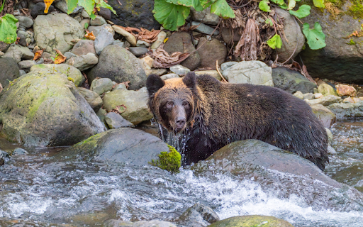 The bear catches fish from Chrome web store to be run with OffiDocs Chromium online The bear catches fish from Chrome web store to be run with OffiDocs Chromium online