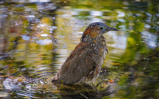 The bird bathes in the lake from Chrome web store to be run with OffiDocs Chromium online The bird bathes in the lake from Chrome web store to be run with OffiDocs Chromium online