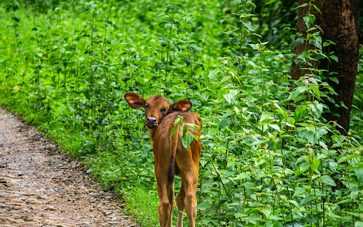 The calf was bewildered from Chrome web store to be run with OffiDocs Chromium online The calf was bewildered from Chrome web store to be run with OffiDocs Chromium online