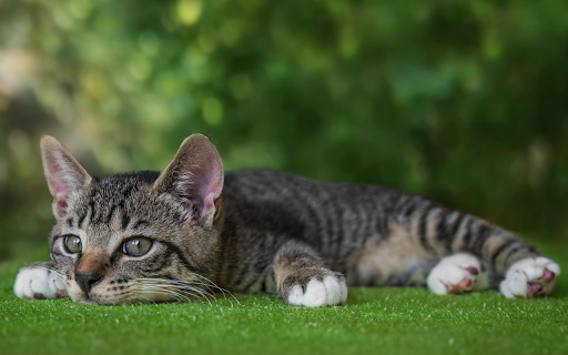 The cat lies down from Chrome web store to be run with OffiDocs Chromium online The cat lies down from Chrome web store to be run with OffiDocs Chromium online