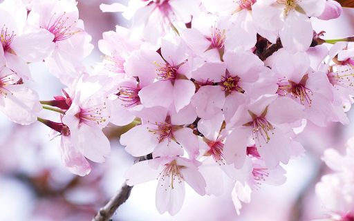 The cherry blossoms are in full bloom from Chrome web store to be run with OffiDocs Chromium online The cherry blossoms are in full bloom from Chrome web store to be run with OffiDocs Chromium online