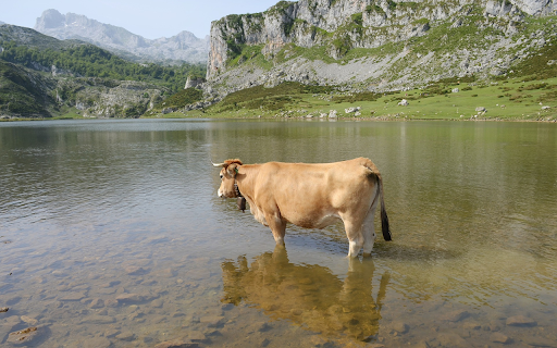 The cow waded in the lake from Chrome web store to be run with OffiDocs Chromium online The cow waded in the lake from Chrome web store to be run with OffiDocs Chromium online