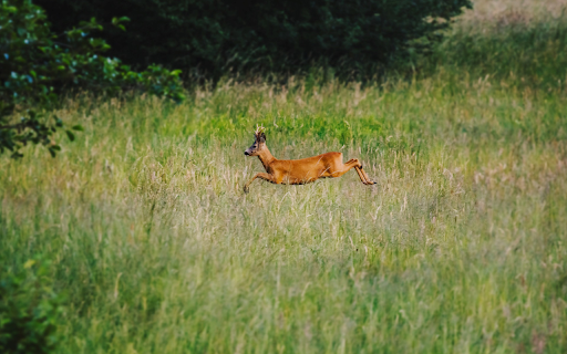 The deer walks through the forest from Chrome web store to be run with OffiDocs Chromium online The deer walks through the forest from Chrome web store to be run with OffiDocs Chromium online