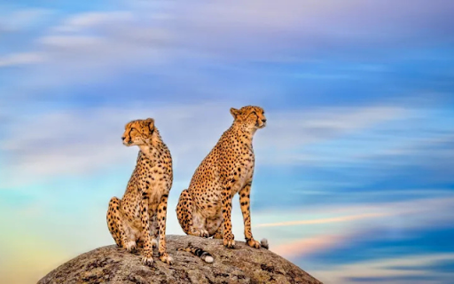 The Elegant Leopard: A Silent and Powerful Hunter from Chrome web store to be run with OffiDocs Chromium online The Elegant Leopard: A Silent and Powerful Hunter from Chrome web store to be run with OffiDocs Chromium online
