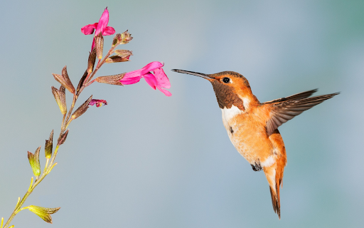 The hummingbird bird from Chrome web store to be run with OffiDocs Chromium online The hummingbird bird from Chrome web store to be run with OffiDocs Chromium online