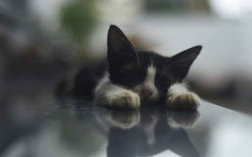 The kitten lies down from Chrome web store to be run with OffiDocs Chromium online The kitten lies down from Chrome web store to be run with OffiDocs Chromium online