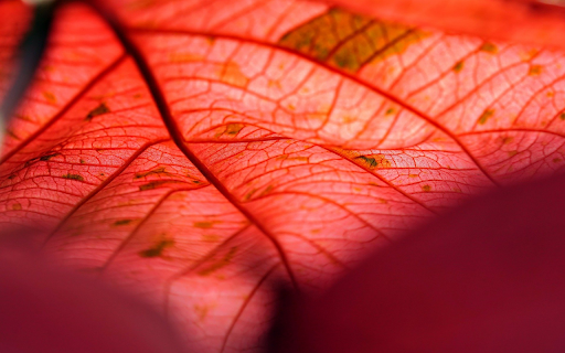 The leaf red copper from Chrome web store to be run with OffiDocs Chromium online The leaf red copper from Chrome web store to be run with OffiDocs Chromium online