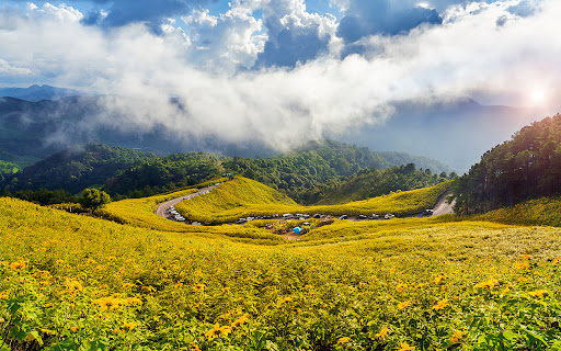 The Mexican wild sunflower field from Chrome web store to be run with OffiDocs Chromium online The Mexican wild sunflower field from Chrome web store to be run with OffiDocs Chromium online