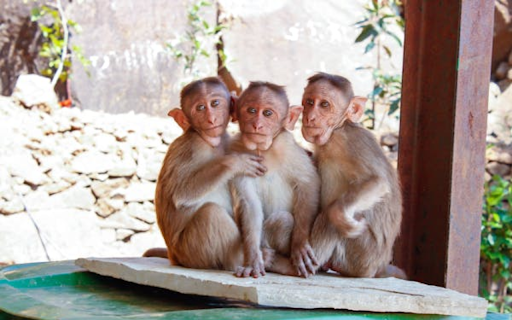 The monkeys pose for the camera from Chrome web store to be run with OffiDocs Chromium online The monkeys pose for the camera from Chrome web store to be run with OffiDocs Chromium online