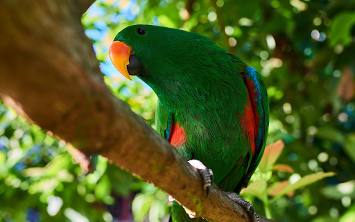 The parrot hides in the foliage from Chrome web store to be run with OffiDocs Chromium online The parrot hides in the foliage from Chrome web store to be run with OffiDocs Chromium online