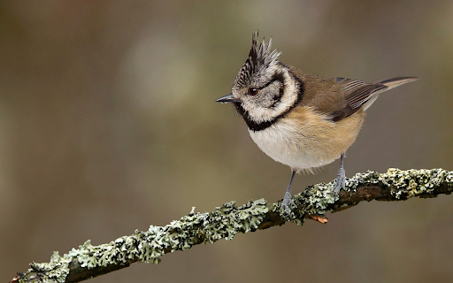 The Pintail from Chrome web store to be run with OffiDocs Chromium online The Pintail from Chrome web store to be run with OffiDocs Chromium online