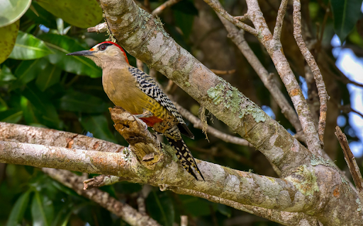 The red headed woodpecker from Chrome web store to be run with OffiDocs Chromium online The red headed woodpecker from Chrome web store to be run with OffiDocs Chromium online