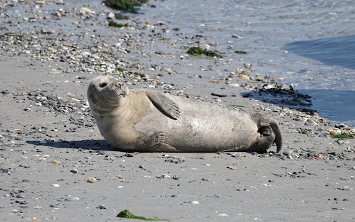 The seagull lies on the beach from Chrome web store to be run with OffiDocs Chromium online The seagull lies on the beach from Chrome web store to be run with OffiDocs Chromium online