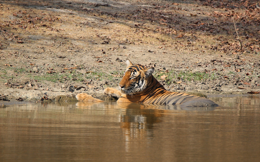 The tiger takes a cool bath from Chrome web store to be run with OffiDocs Chromium online The tiger takes a cool bath from Chrome web store to be run with OffiDocs Chromium online