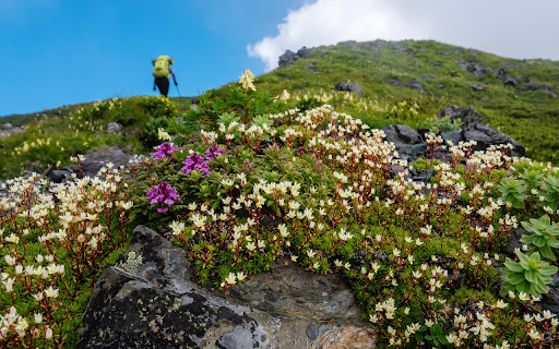 The vitality of flowers from Chrome web store to be run with OffiDocs Chromium online The vitality of flowers from Chrome web store to be run with OffiDocs Chromium online