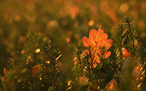 The yellow leaf falls from Chrome web store to be run with OffiDocs Chromium online The yellow leaf falls from Chrome web store to be run with OffiDocs Chromium online