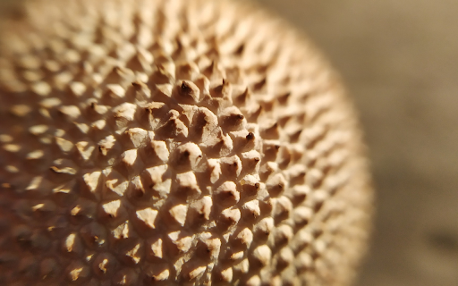 thorny fruit from Chrome web store to be run with OffiDocs Chromium online thorny fruit from Chrome web store to be run with OffiDocs Chromium online