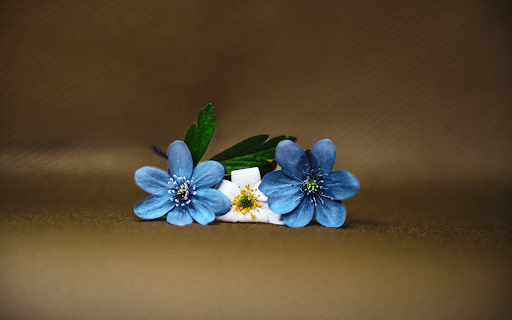 Three flowers from Chrome web store to be run with OffiDocs Chromium online Three flowers from Chrome web store to be run with OffiDocs Chromium online
