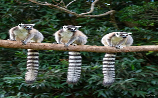 three ring tailed lemurs wallpaper from Chrome web store to be run with OffiDocs Chromium online three ring tailed lemurs wallpaper from Chrome web store to be run with OffiDocs Chromium online