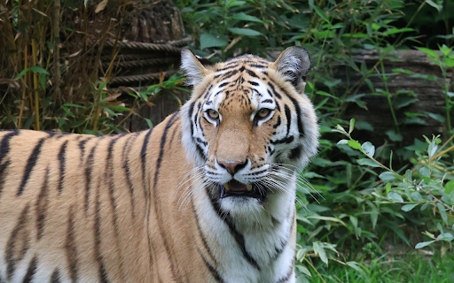 Tiger Owner from Chrome web store to be run with OffiDocs Chromium online Tiger Owner from Chrome web store to be run with OffiDocs Chromium online