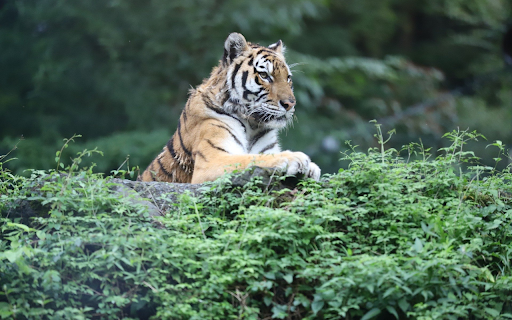 Tiger Stripes from Chrome web store to be run with OffiDocs Chromium online Tiger Stripes from Chrome web store to be run with OffiDocs Chromium online