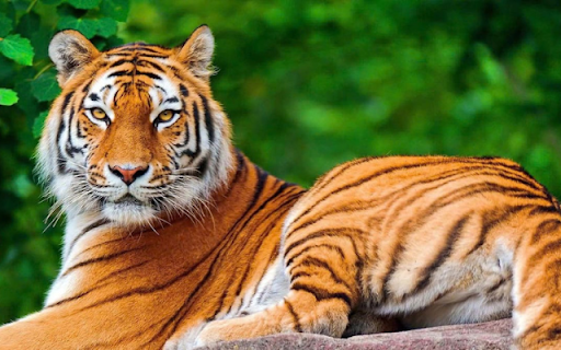 Tiger: The Majestic Striped Predator from Chrome web store to be run with OffiDocs Chromium online Tiger: The Majestic Striped Predator from Chrome web store to be run with OffiDocs Chromium online