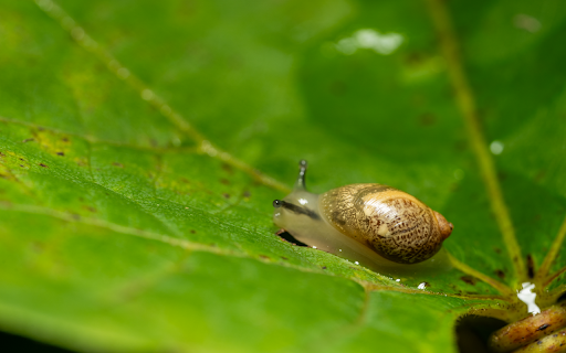 Tiny snail from Chrome web store to be run with OffiDocs Chromium online Tiny snail from Chrome web store to be run with OffiDocs Chromium online
