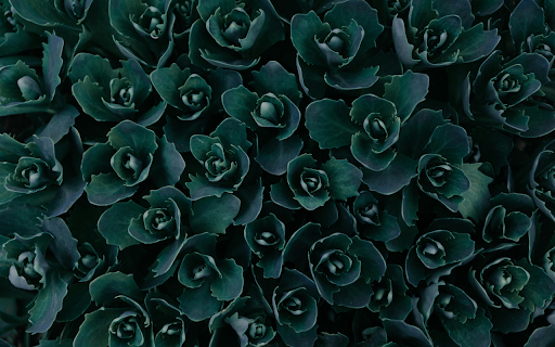 Top View Photo of Green Plants from Chrome web store to be run with OffiDocs Chromium online Top View Photo of Green Plants from Chrome web store to be run with OffiDocs Chromium online