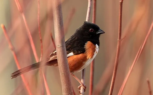 TOWHEE Theme from Chrome web store to be run with OffiDocs Chromium online TOWHEE Theme from Chrome web store to be run with OffiDocs Chromium online