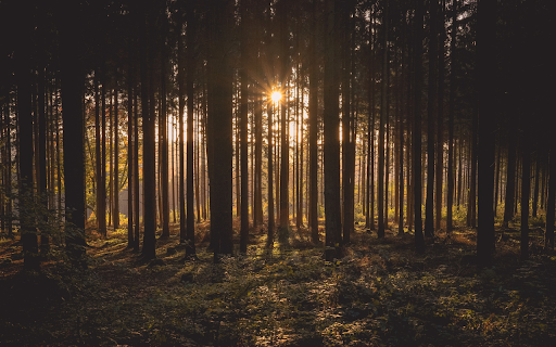 Trees in the forest from Chrome web store to be run with OffiDocs Chromium online Trees in the forest from Chrome web store to be run with OffiDocs Chromium online