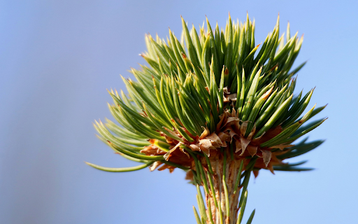 Tree Top and Leaves from Chrome web store to be run with OffiDocs Chromium online Tree Top and Leaves from Chrome web store to be run with OffiDocs Chromium online