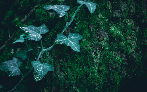 Tree tops on moss from Chrome web store to be run with OffiDocs Chromium online Tree tops on moss from Chrome web store to be run with OffiDocs Chromium online