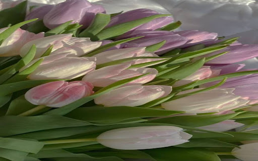 tulip wallpaper from Chrome web store to be run with OffiDocs Chromium online tulip wallpaper from Chrome web store to be run with OffiDocs Chromium online