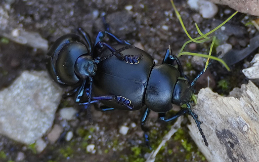 Two big black beetles from Chrome web store to be run with OffiDocs Chromium online Two big black beetles from Chrome web store to be run with OffiDocs Chromium online