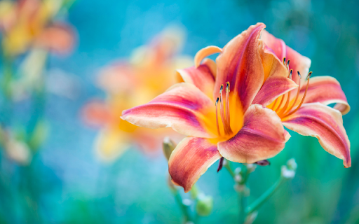 Two Blooming Orange Red Lily Flowers from Chrome web store to be run with OffiDocs Chromium online Two Blooming Orange Red Lily Flowers from Chrome web store to be run with OffiDocs Chromium online