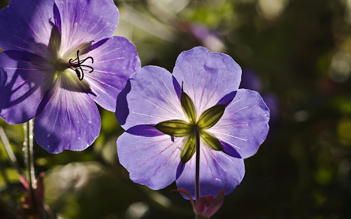 Two blue flowers from Chrome web store to be run with OffiDocs Chromium online Two blue flowers from Chrome web store to be run with OffiDocs Chromium online