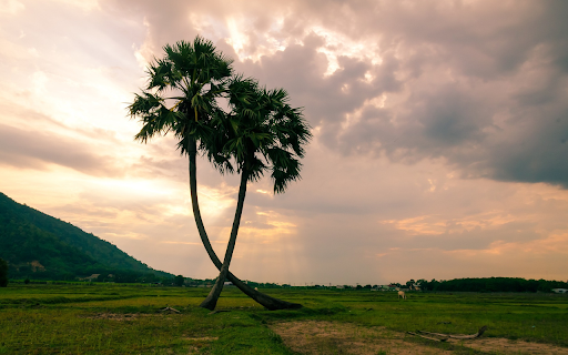 Two coconut trees from Chrome web store to be run with OffiDocs Chromium online Two coconut trees from Chrome web store to be run with OffiDocs Chromium online