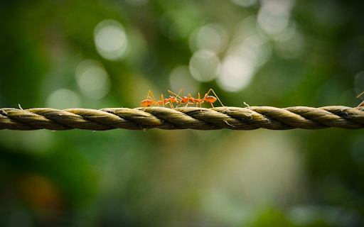 Two Golden Ants from Chrome web store to be run with OffiDocs Chromium online Two Golden Ants from Chrome web store to be run with OffiDocs Chromium online