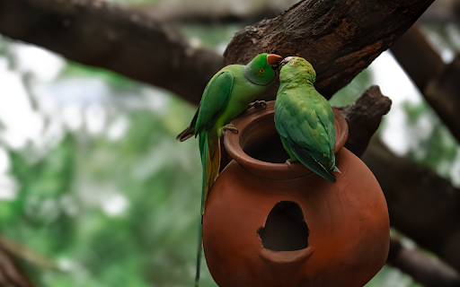 Two green parrots from Chrome web store to be run with OffiDocs Chromium online Two green parrots from Chrome web store to be run with OffiDocs Chromium online