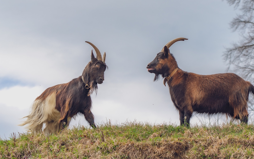 Two Long Bearded Goats from Chrome web store to be run with OffiDocs Chromium online Two Long Bearded Goats from Chrome web store to be run with OffiDocs Chromium online